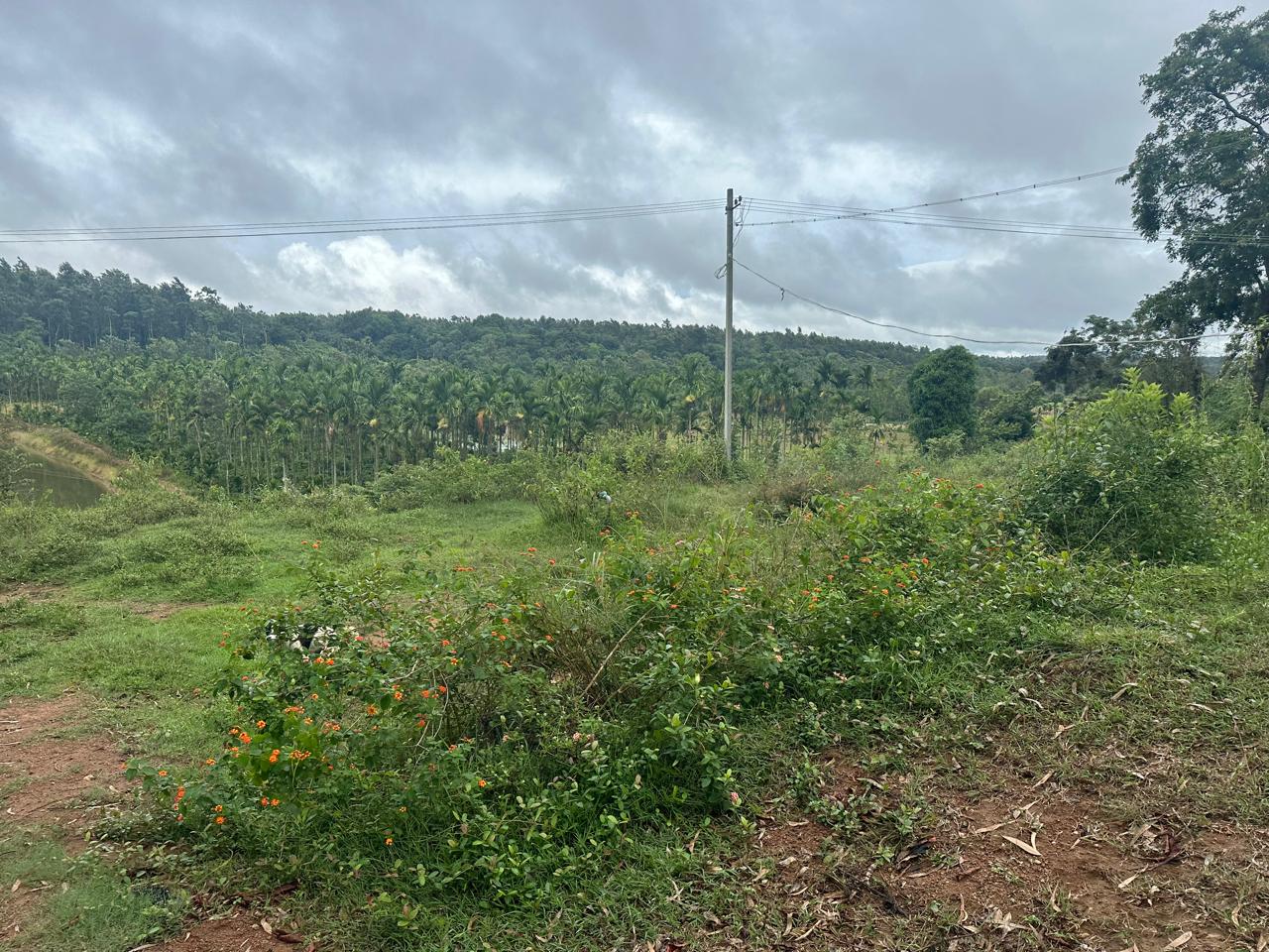 11 acre farm land for sale in Belur 