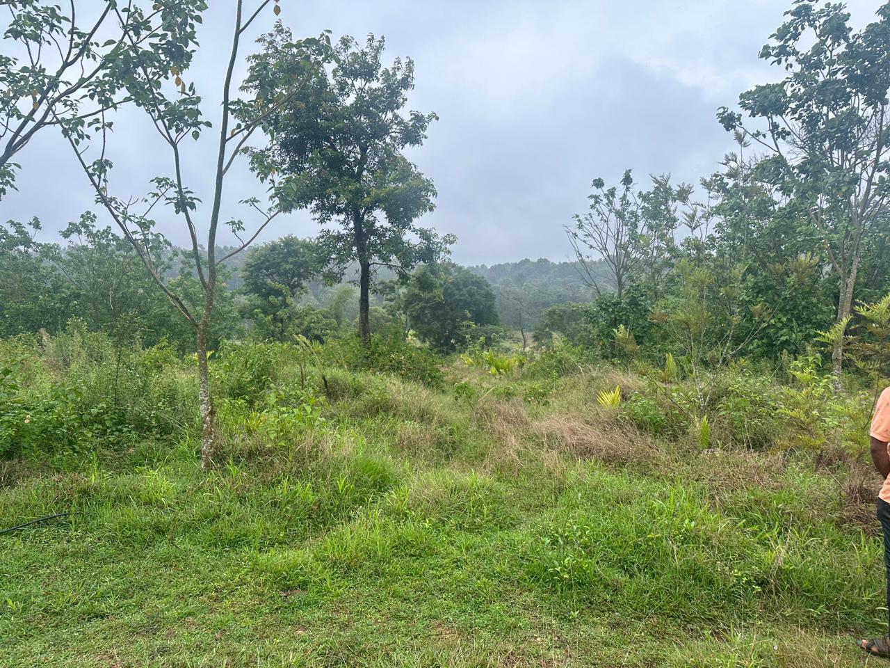 11 acre farm land for sale in Belur 