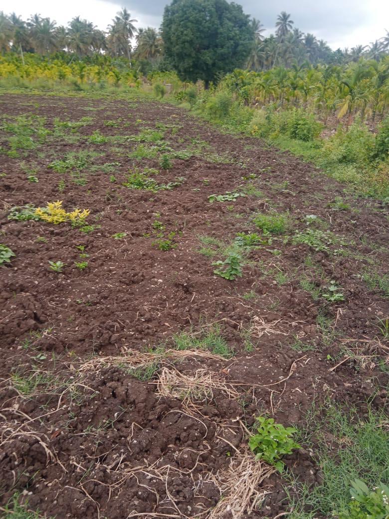  4 acre agri land for sale in Hassan