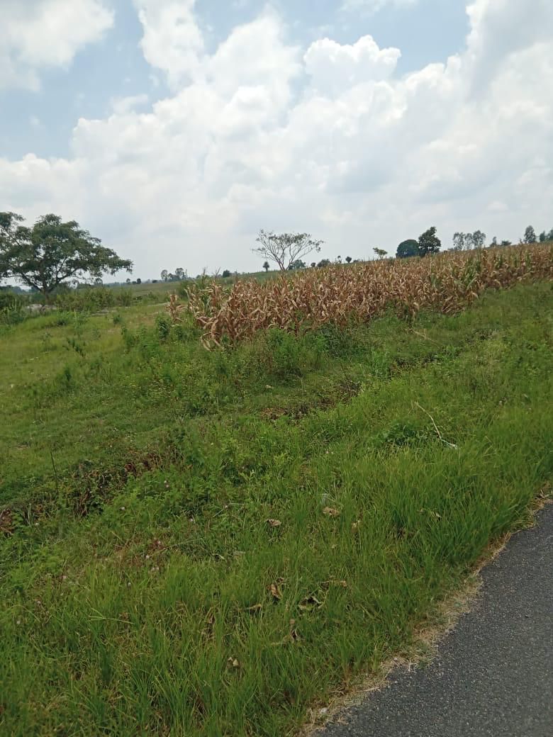 3 acre 31 Gunta agricultural land for sale in Hassan