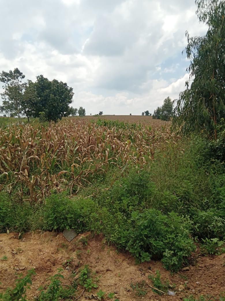 3 acre 31 Gunta agricultural land for sale in Hassan