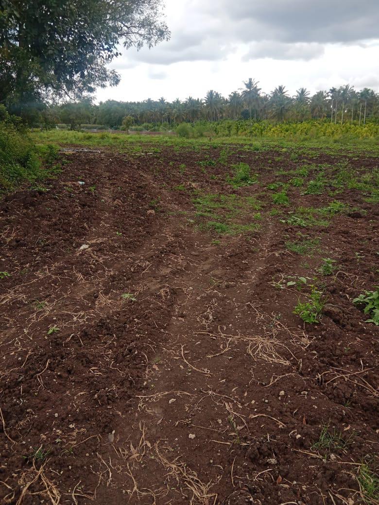  4 acre agri land for sale in Hassan