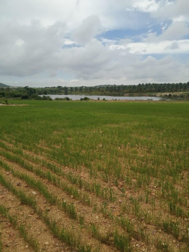  10 acre agri land for sale in Kadur