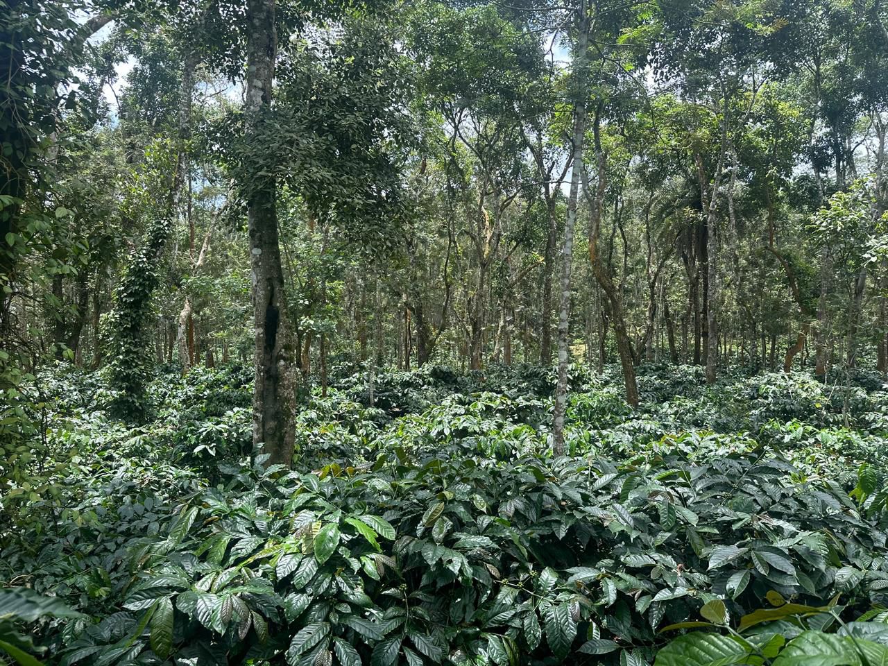   9.5 acre well maintained coffee plantation for sale