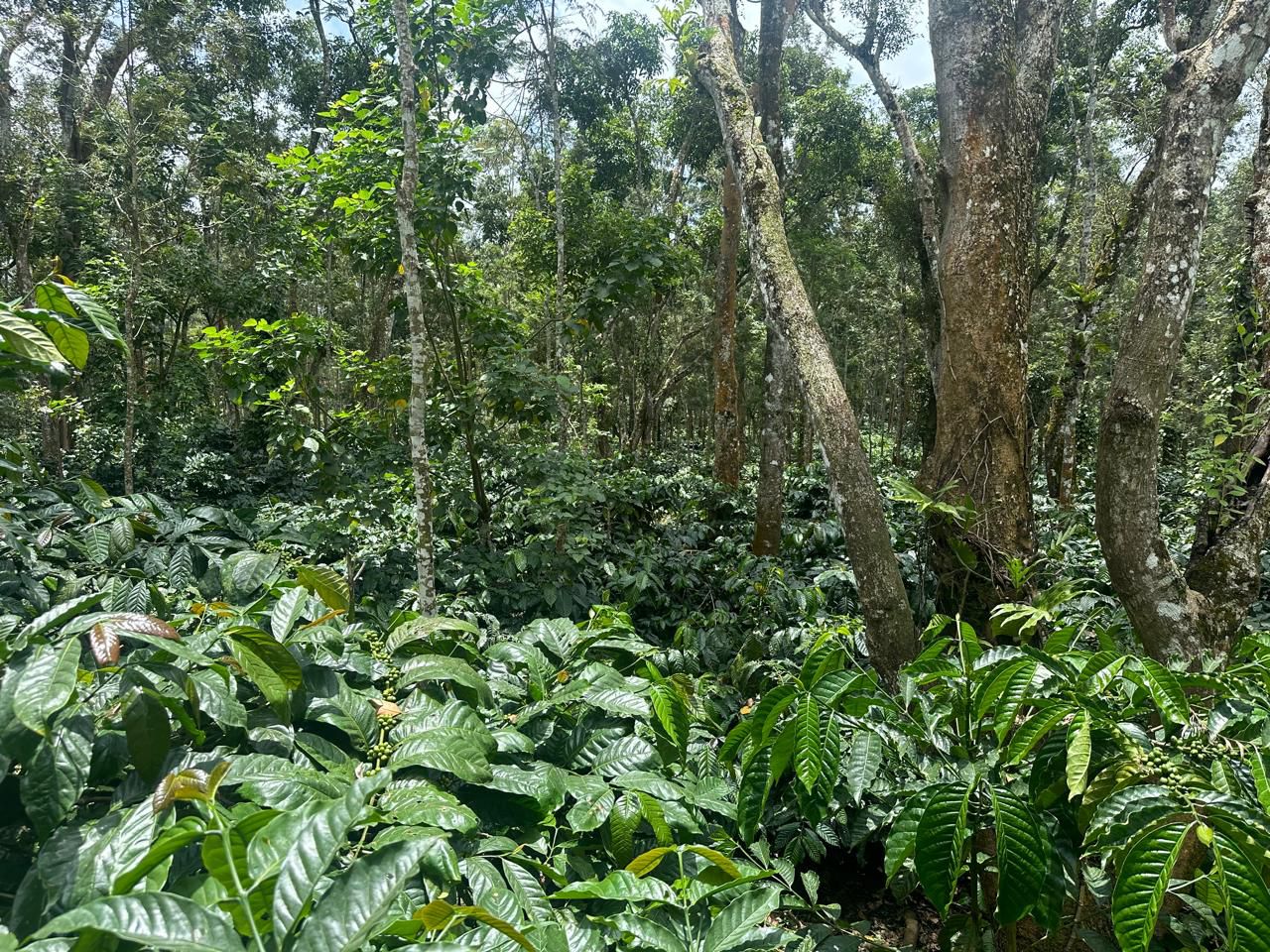   9.5 acre well maintained coffee plantation for sale