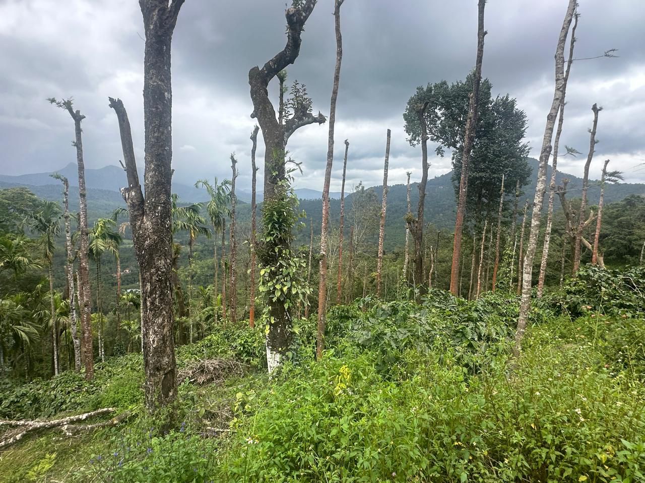  10 acre coffee areca and pepper plantation for sale in Mudigere