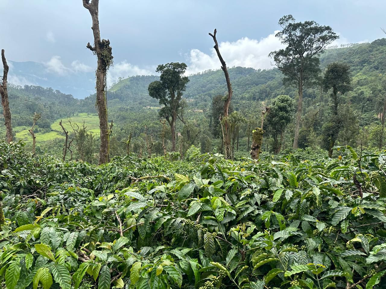 3 acre well maintained coffee estate for sale near sunksale - Mudigere