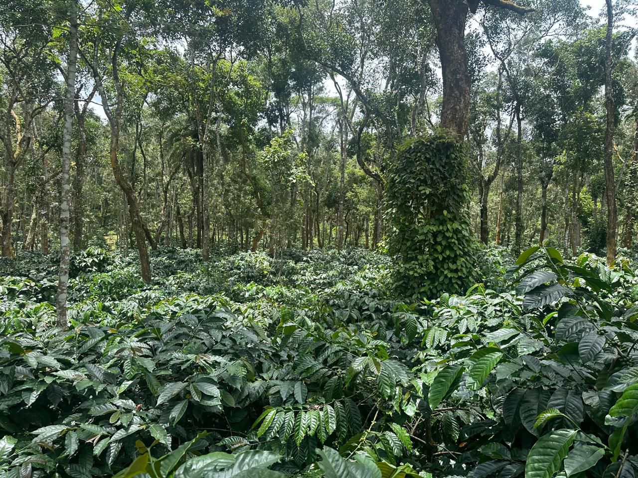   9.5 acre well maintained coffee plantation for sale