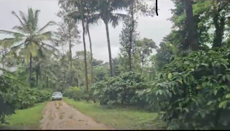  200+ acre well maintained coffee estate for sale in Chikkamgaluru