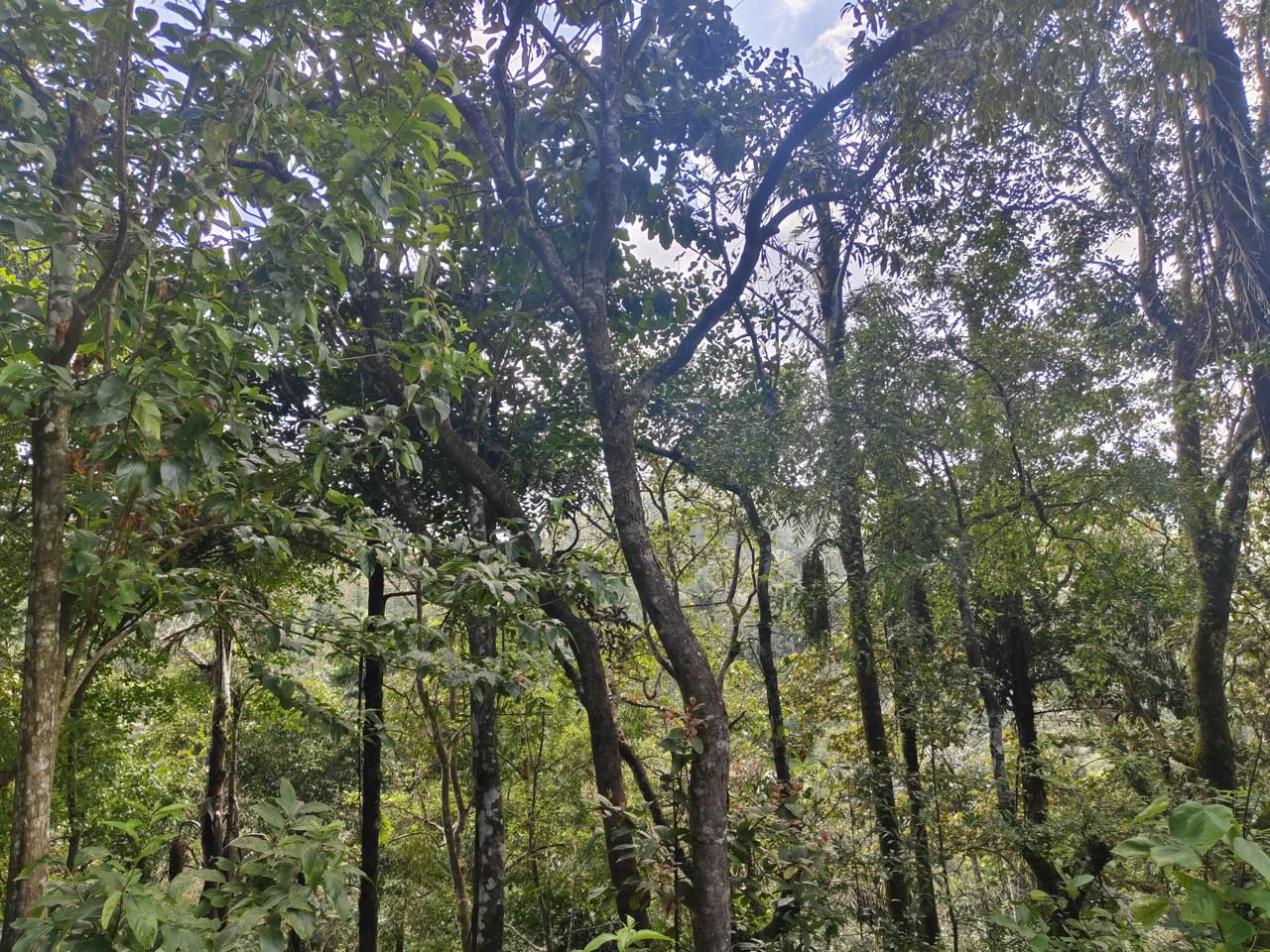  8 acre average maintained coffee plantation for sale in Kalasa