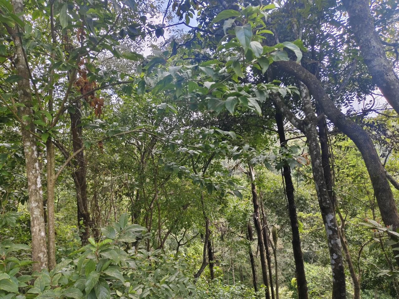  8 acre average maintained coffee plantation for sale in Kalasa