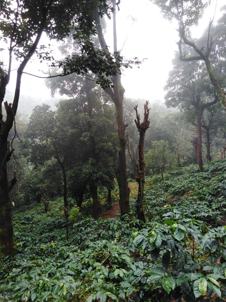  200 Acres coffee estate available near mullayyanagiri