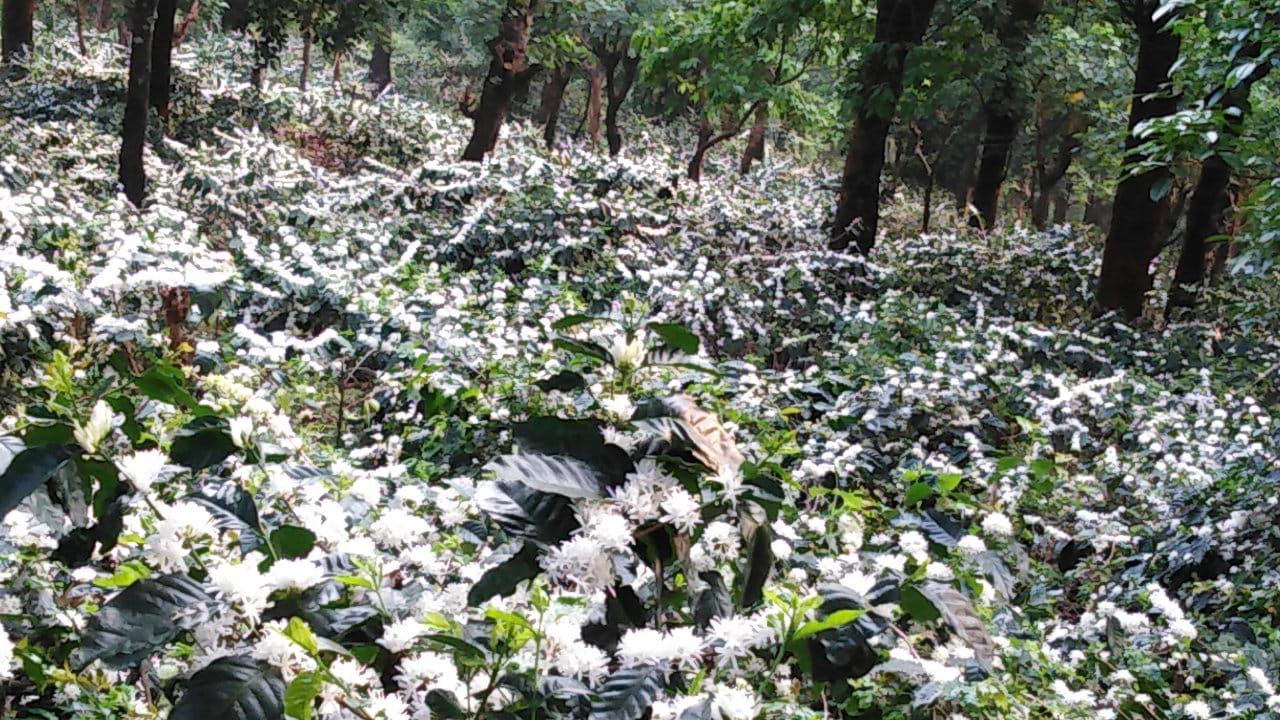  200 Acres coffee estate available near mullayyanagiri