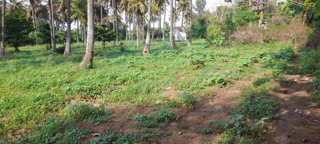  3 acre Areca and coconut plantation for sale in Chikkamagalur