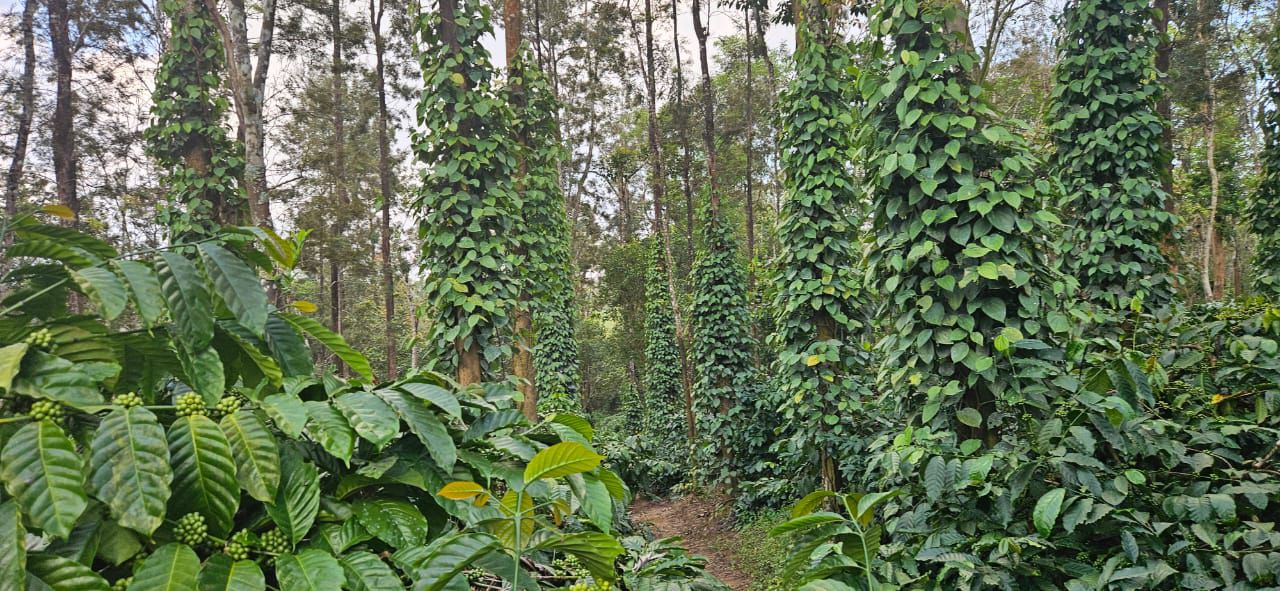  12 acre well maintained coffee estate with all infrastructure for sale in Sakleshpura*