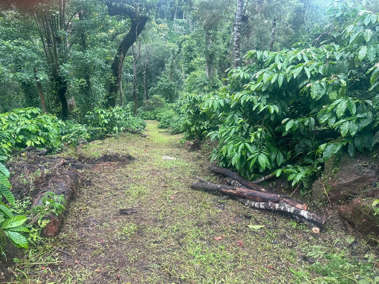 *50 acre coffee estate for sale in Mudigere*