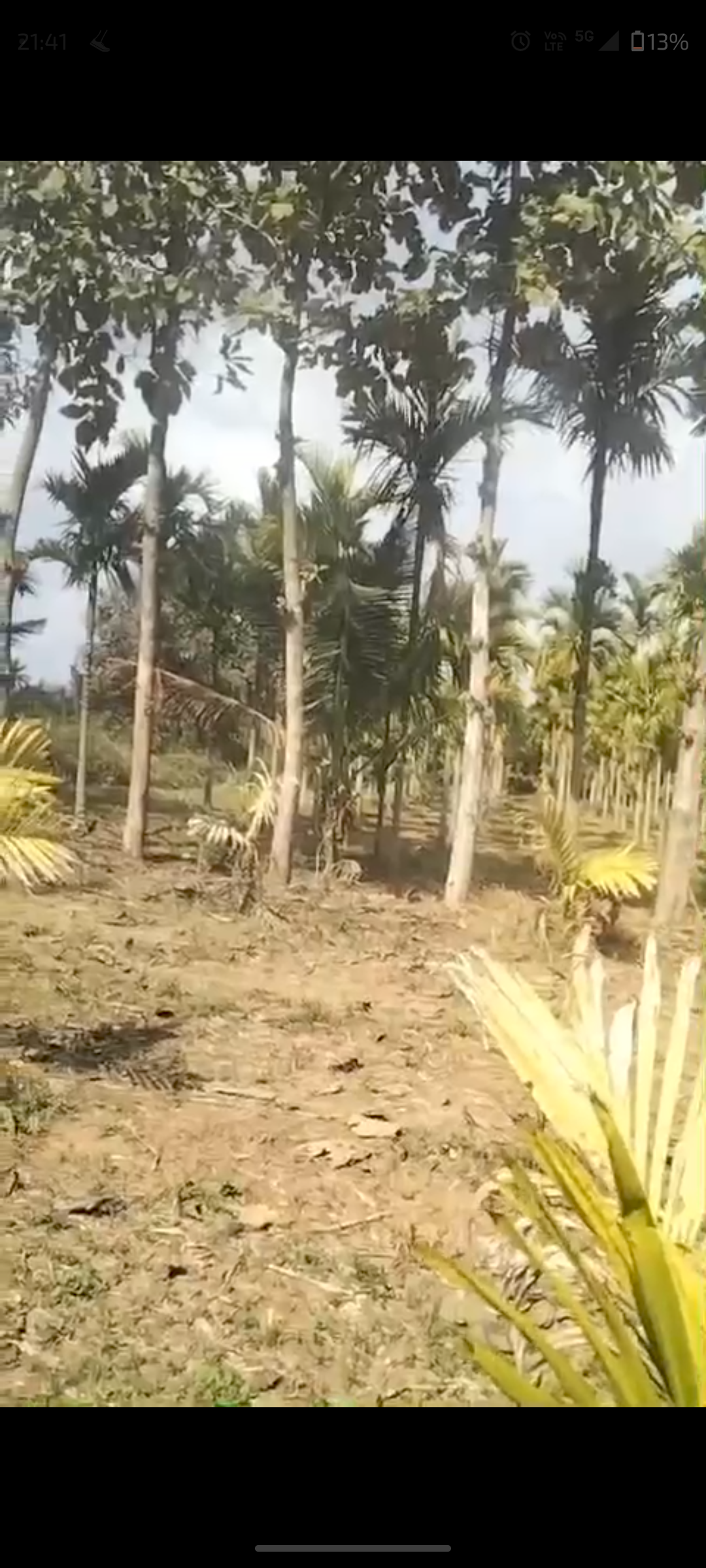 *7 acres areca plantation for sale in Hassan*