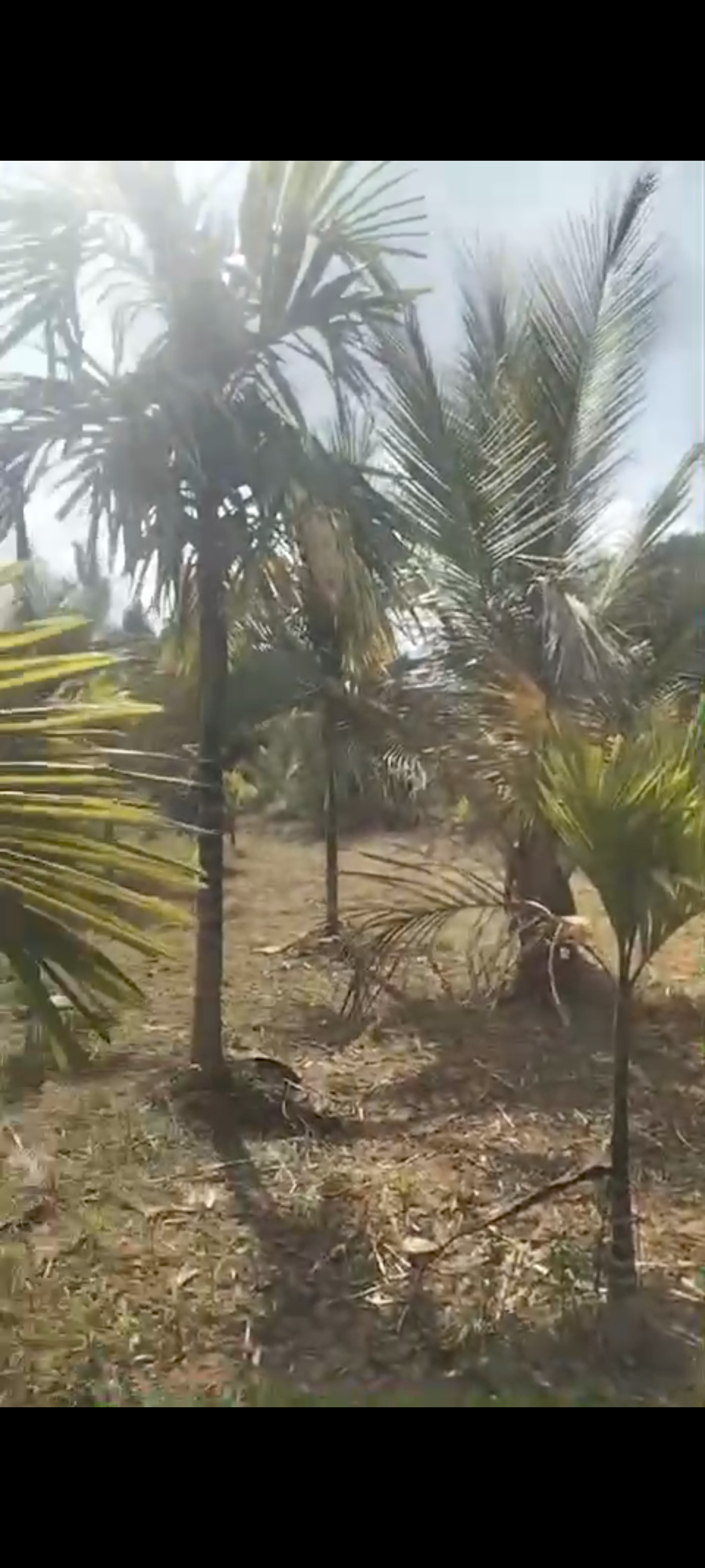 *7 acres areca plantation for sale in Hassan*