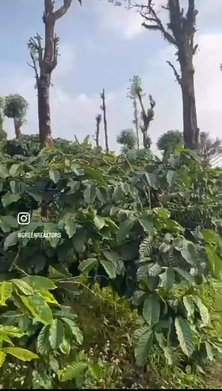 *Property ID – 5123*  ☕🌳 *10 Acres + 10 Acres Extra Paisari Land – Coffee Estate for Sale Near Madikeri (Coorg) *