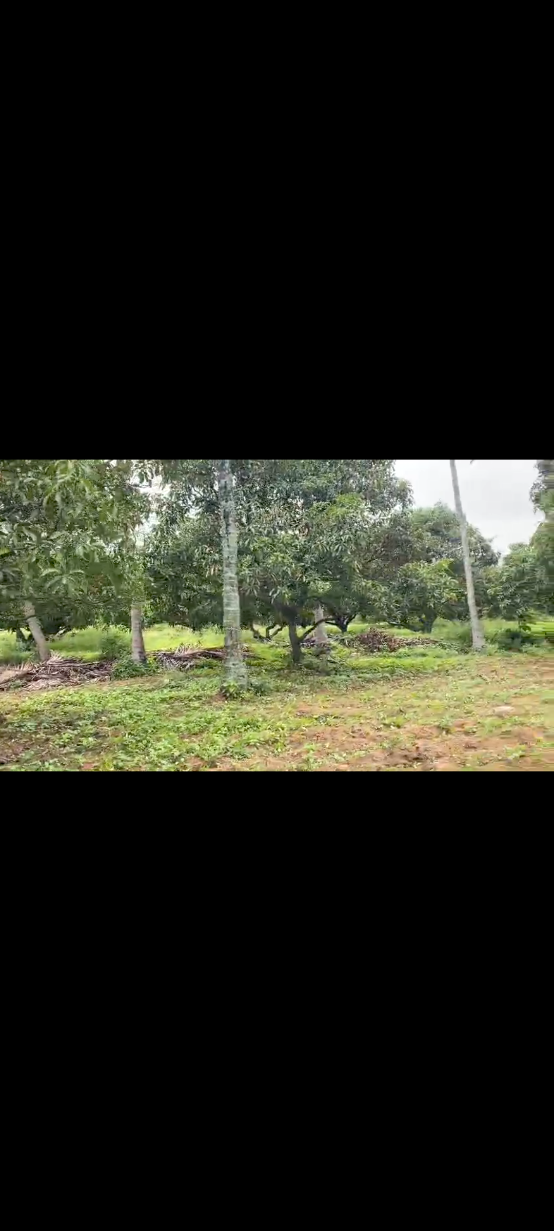 10.5 acre farm land for sale in Bidadi - Bangalore south  district