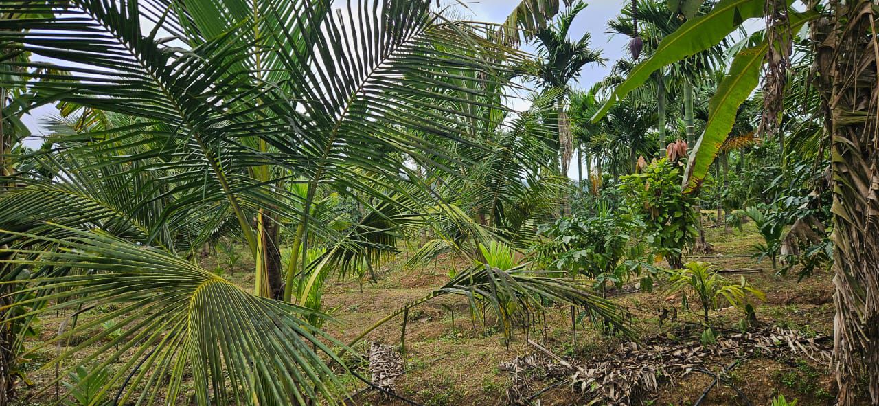 10 acre areca and coffee estate for sale in Sakleshpura