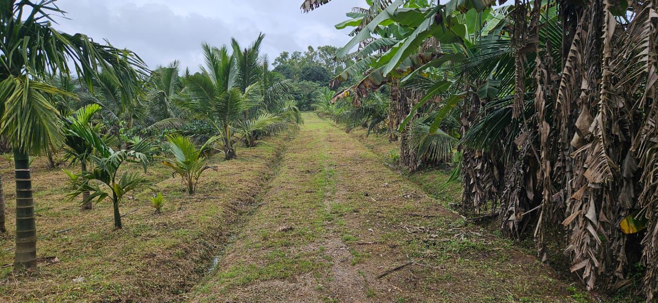 10 acre areca and coffee estate for sale in Sakleshpura