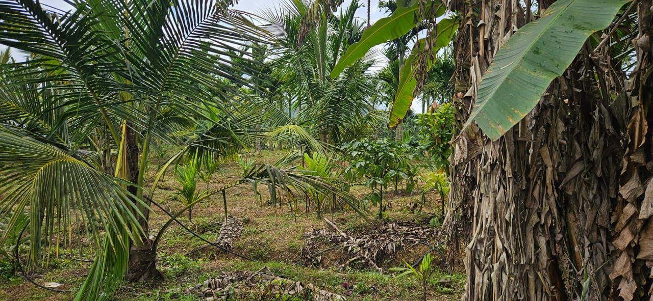 10 acre areca and coffee estate for sale in Sakleshpura