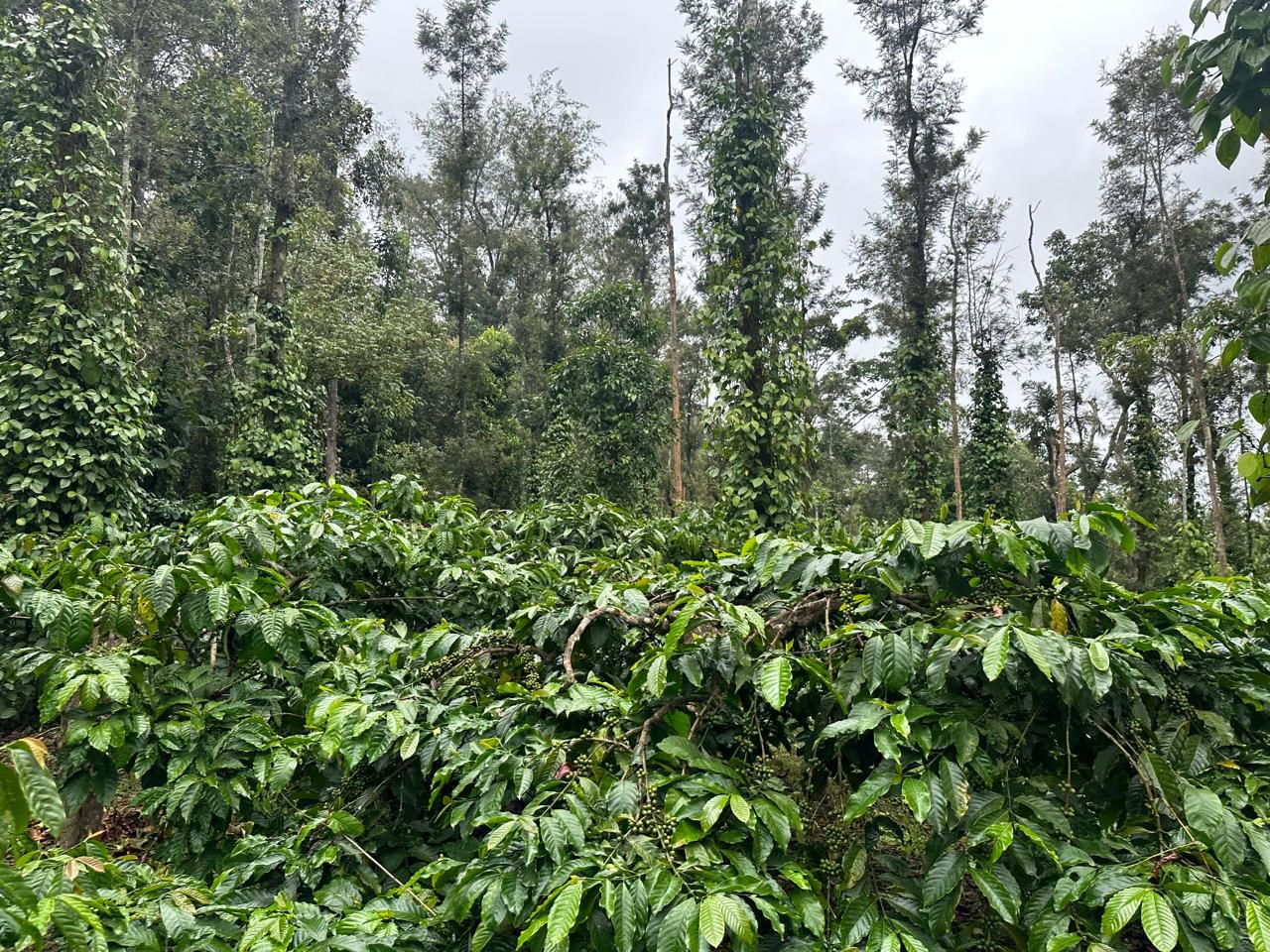 19.5 acres coffee plantation for sale near Arehalli town