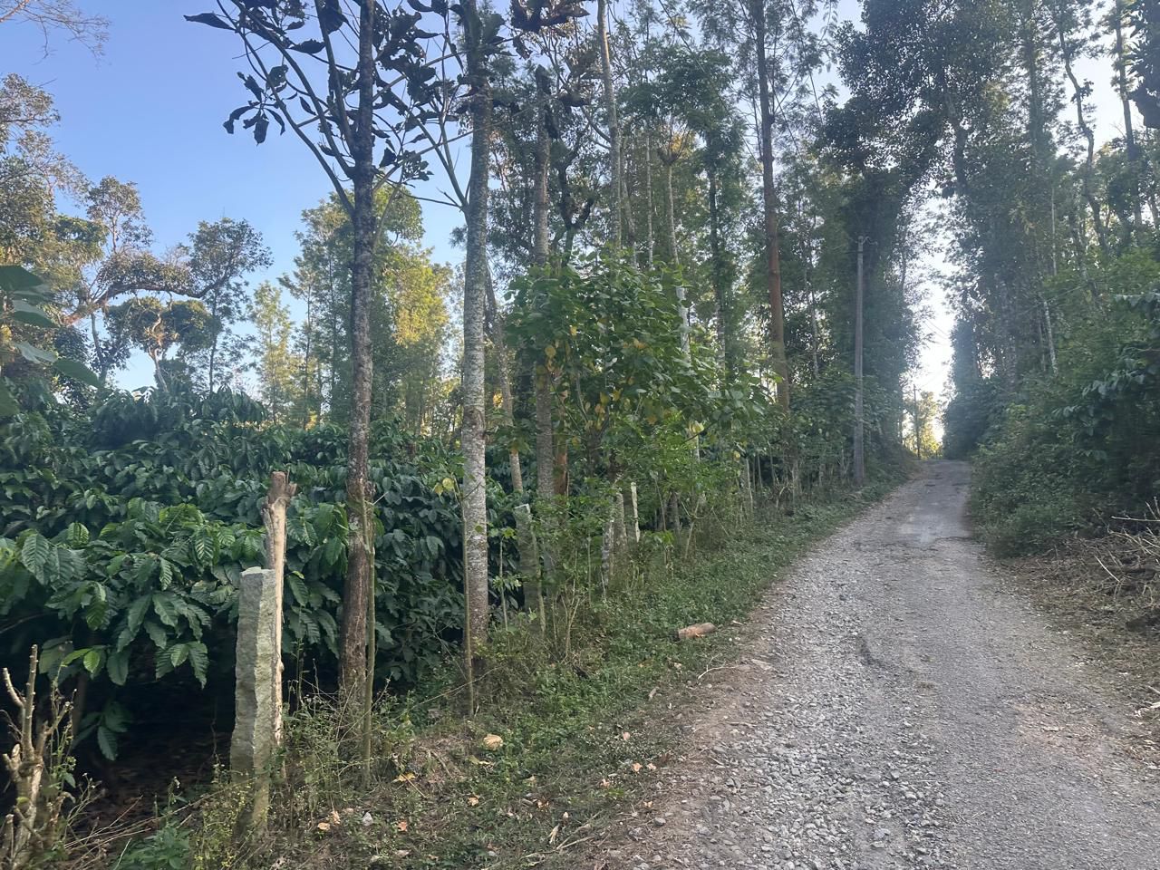 19.5 acres coffee plantation for sale near Arehalli town