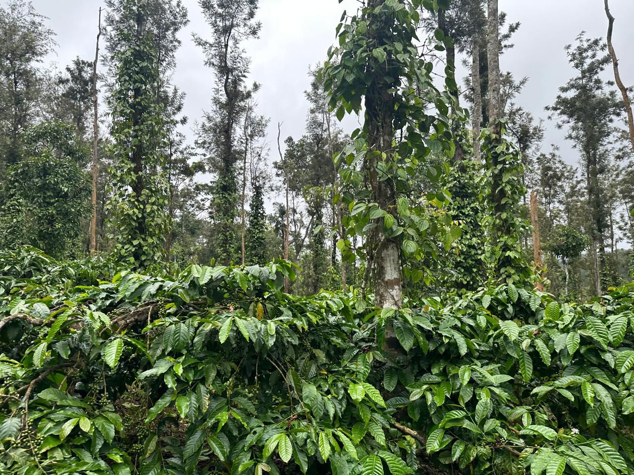 19.5 acres coffee plantation for sale near Arehalli town