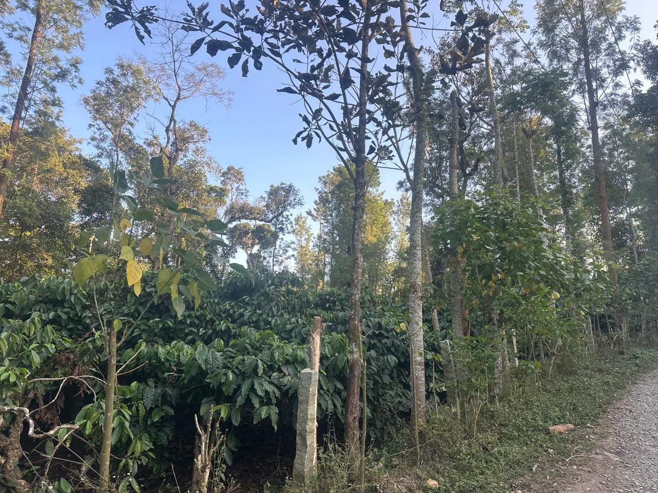 19.5 acres coffee plantation for sale near Arehalli town