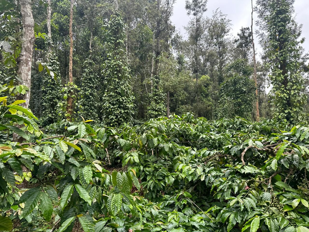 19.5 acres coffee plantation for sale near Arehalli town