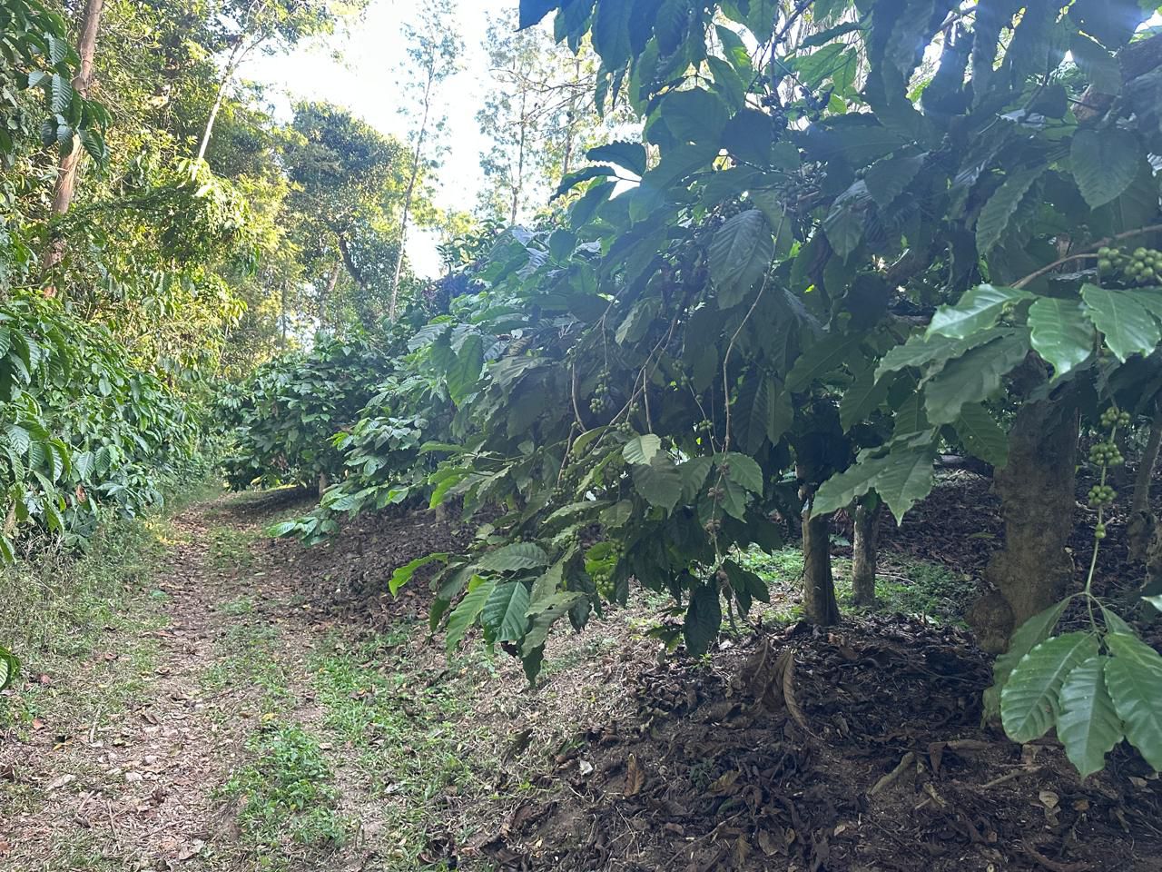 19.5 acres coffee plantation for sale near Arehalli town