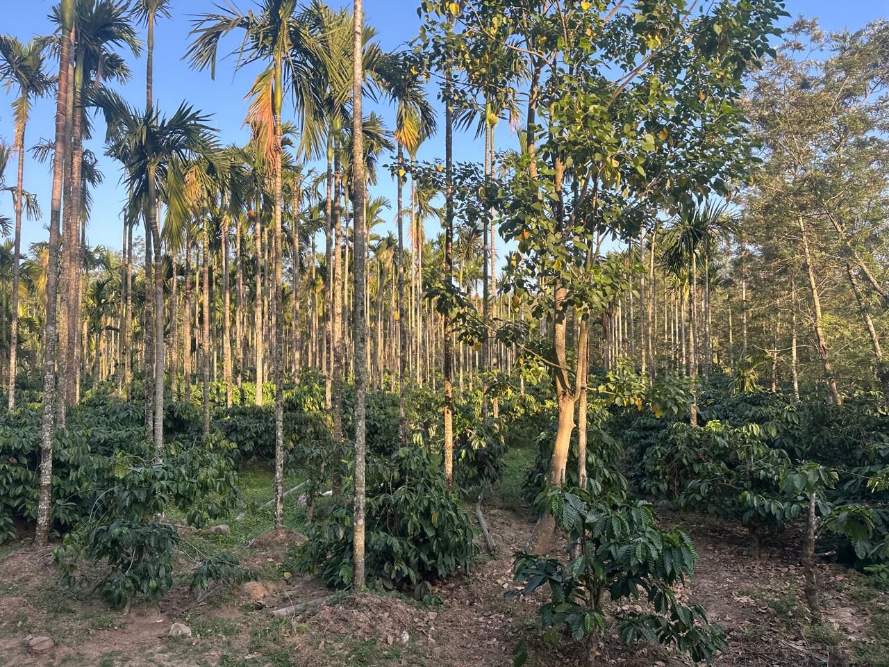 28 acre well maintained coffee estate for sale in Hassan