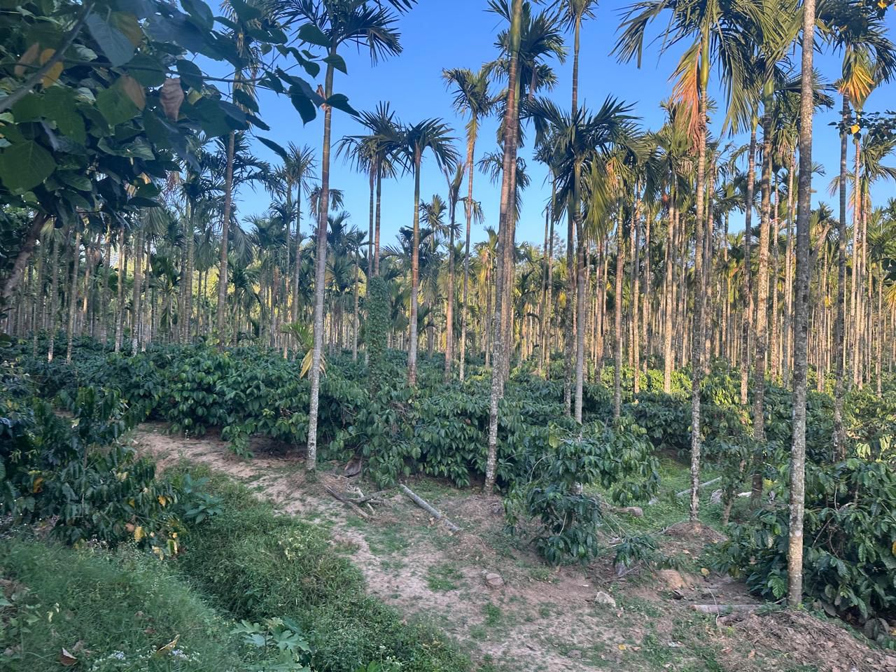 28 acre well maintained coffee estate for sale in Hassan