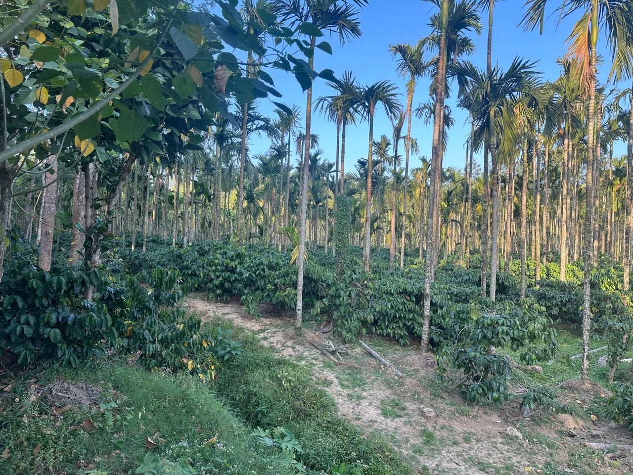 28 acre well maintained coffee estate for sale in Hassan