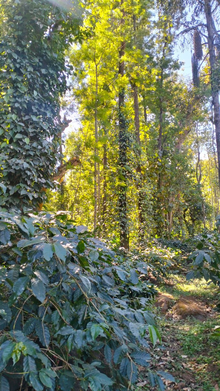 2 acre coffee plantation for sale in Chikkamgaluru