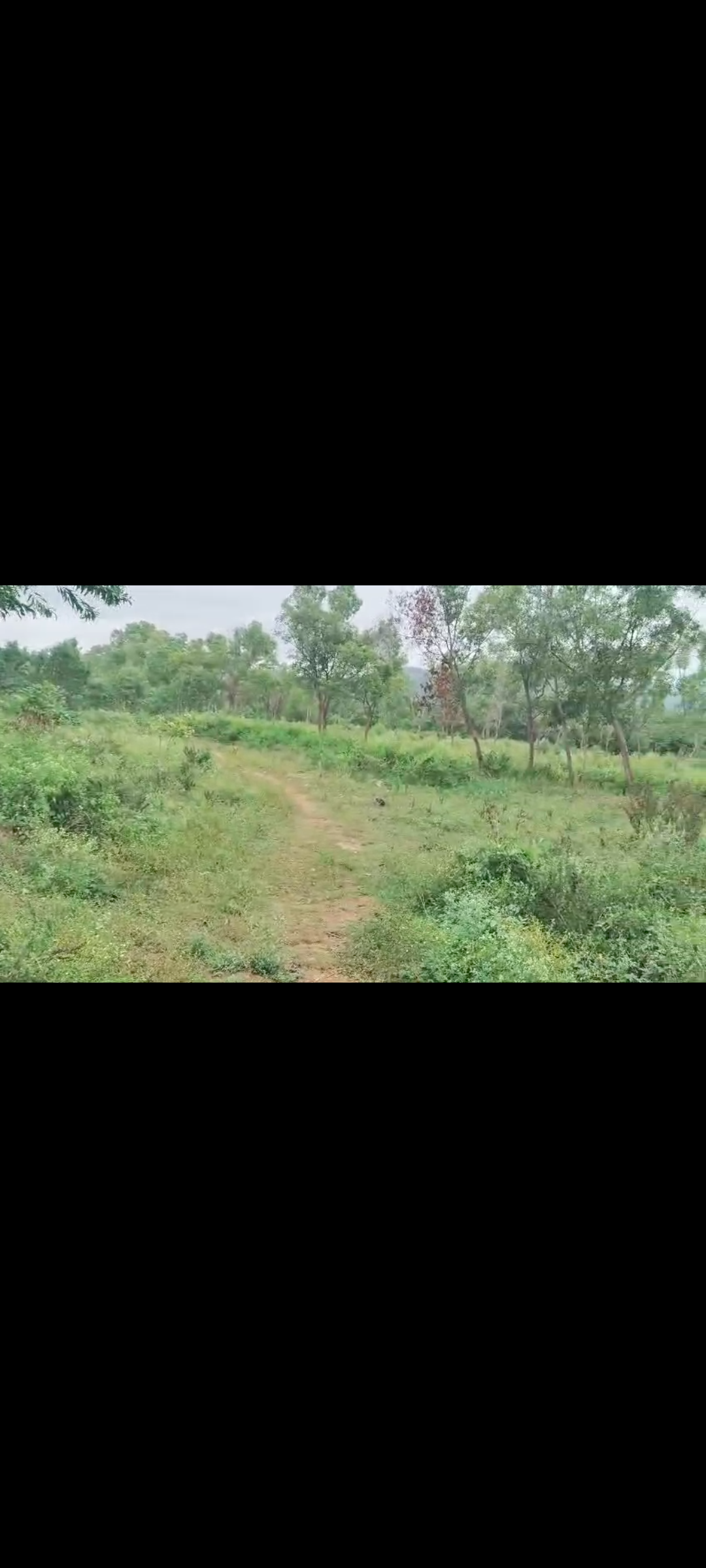 31 Guntas Land for Sale in Kankapura*