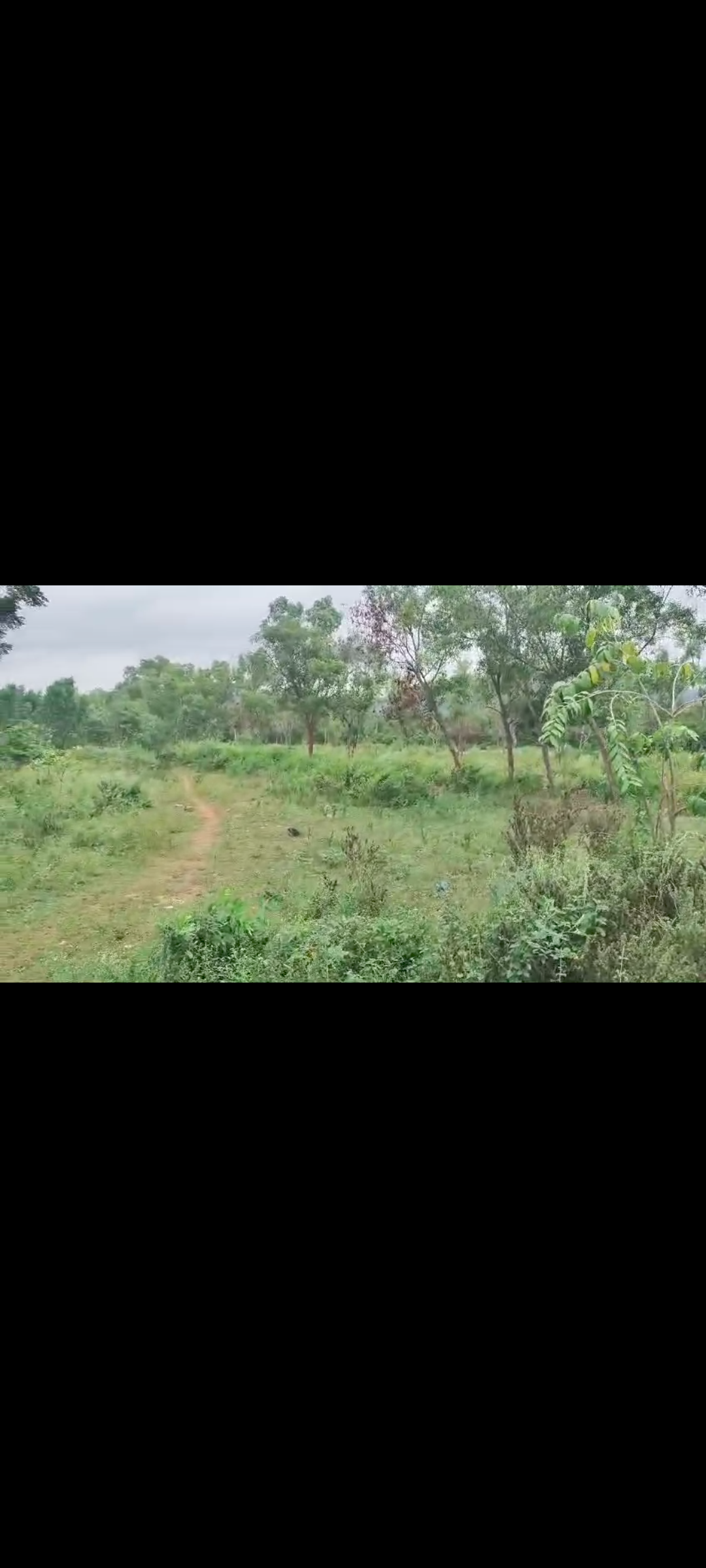 31 Guntas Land for Sale in Kankapura*