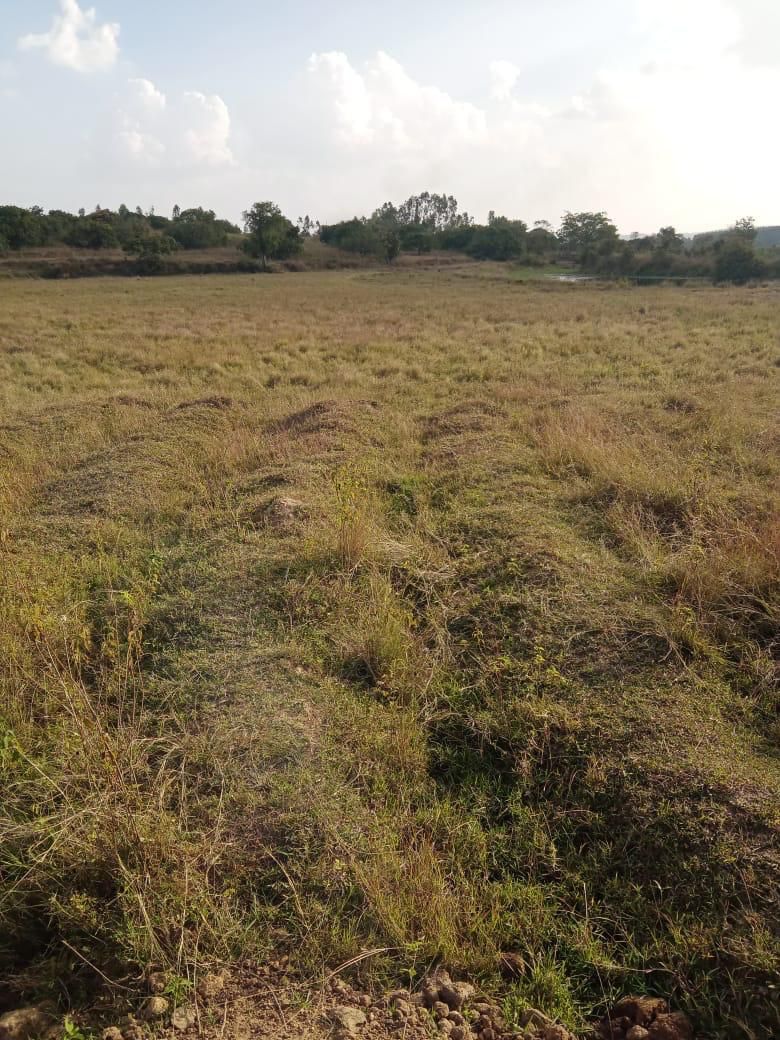 4 acre agri land for sale in Belur