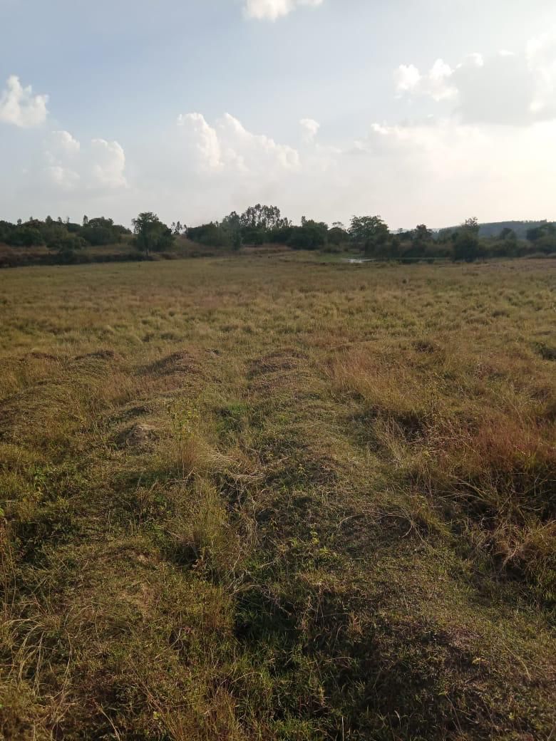 4 acre agri land for sale in Belur