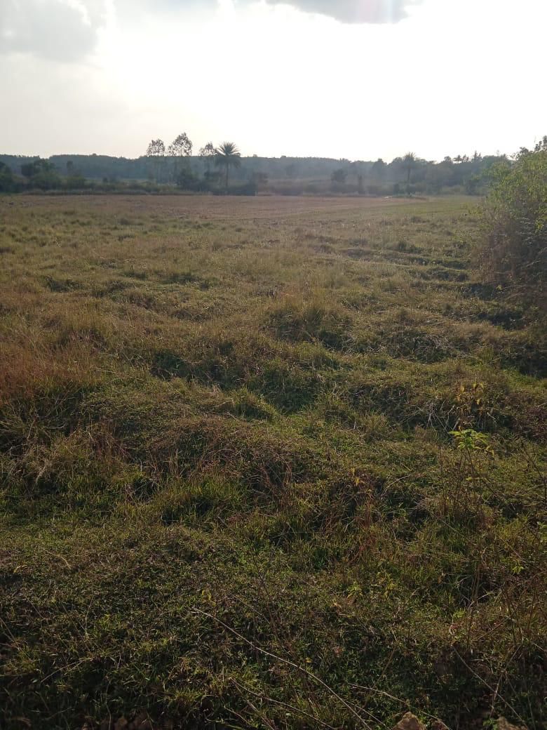 4 acre agri land for sale in Belur