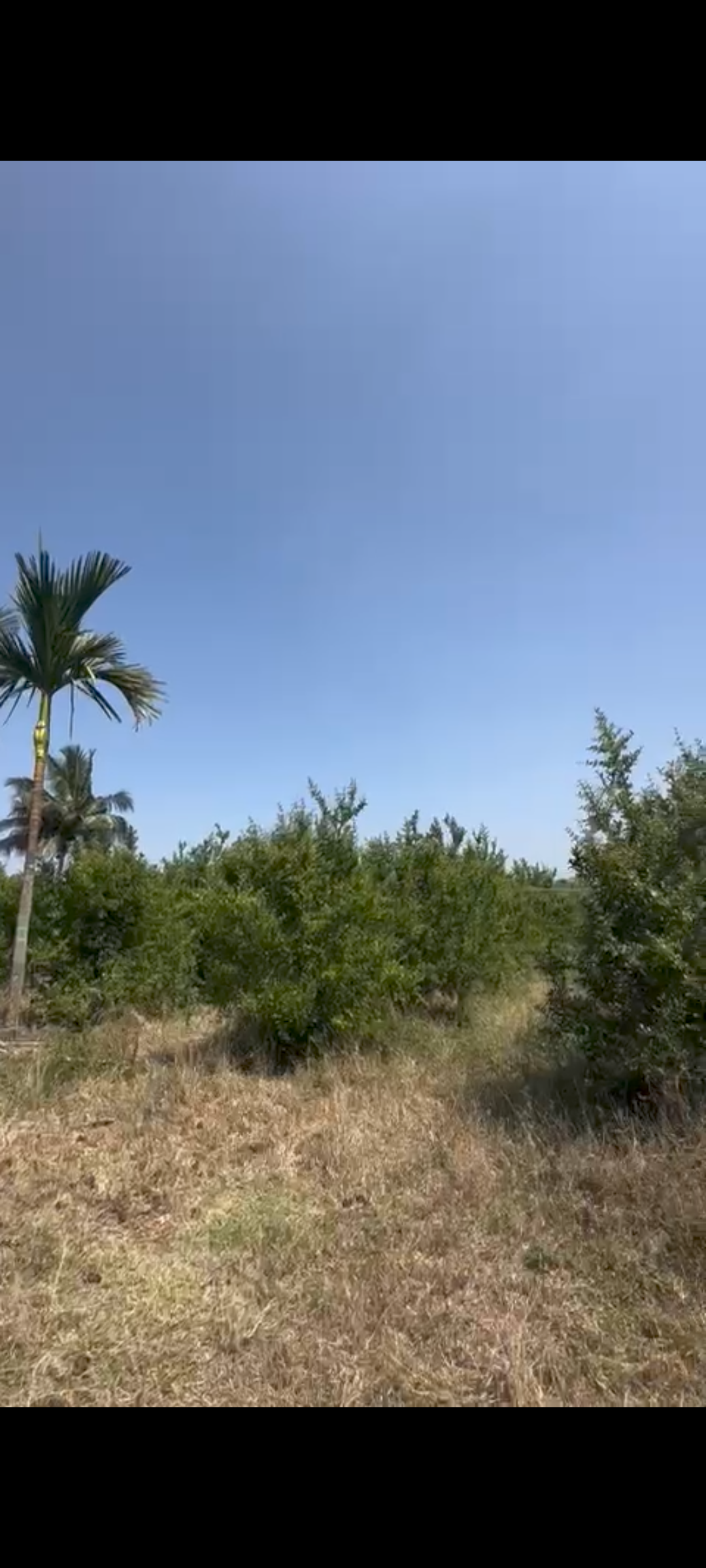 4 acres developed farm for Sale @ Manchenahalli*