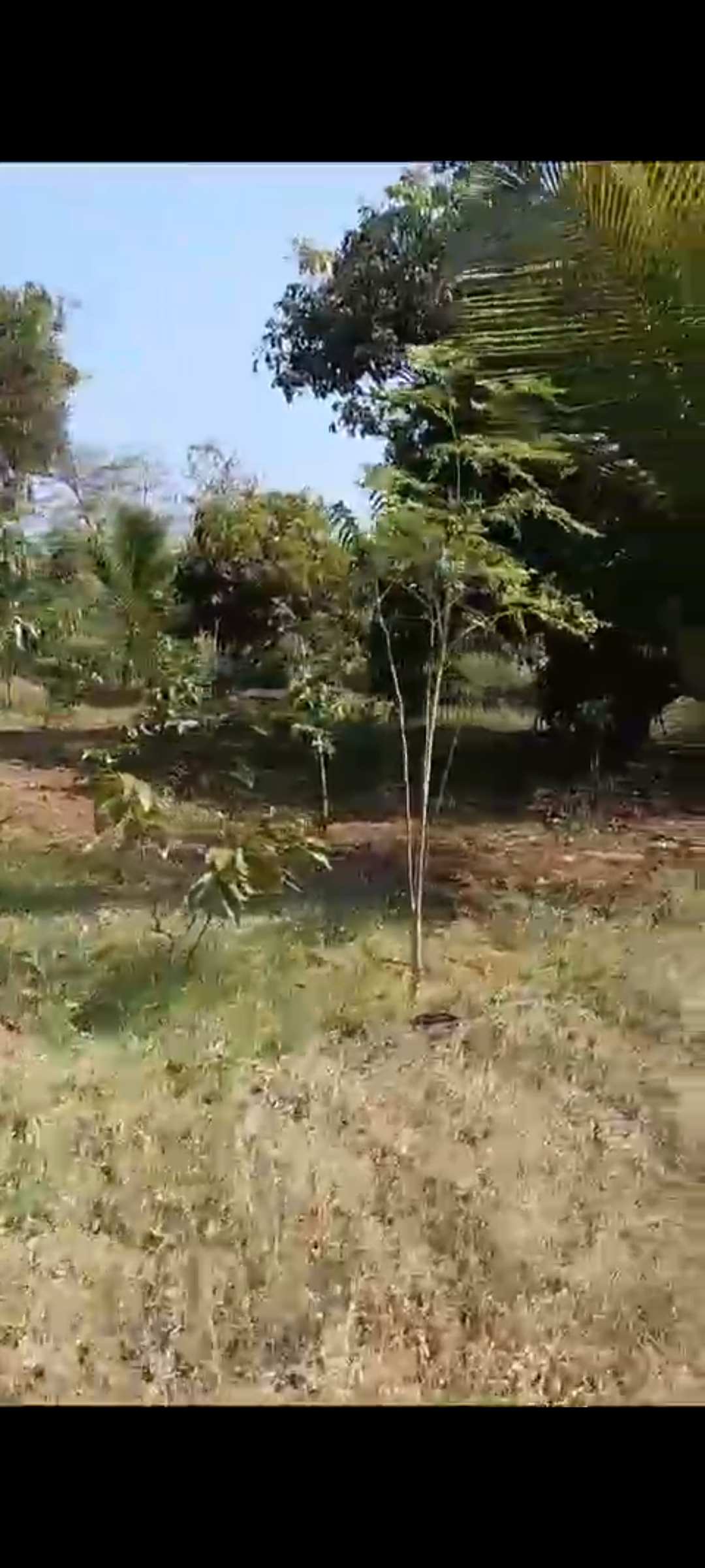 5.20 acre farm house property  for sale in Kanakpura