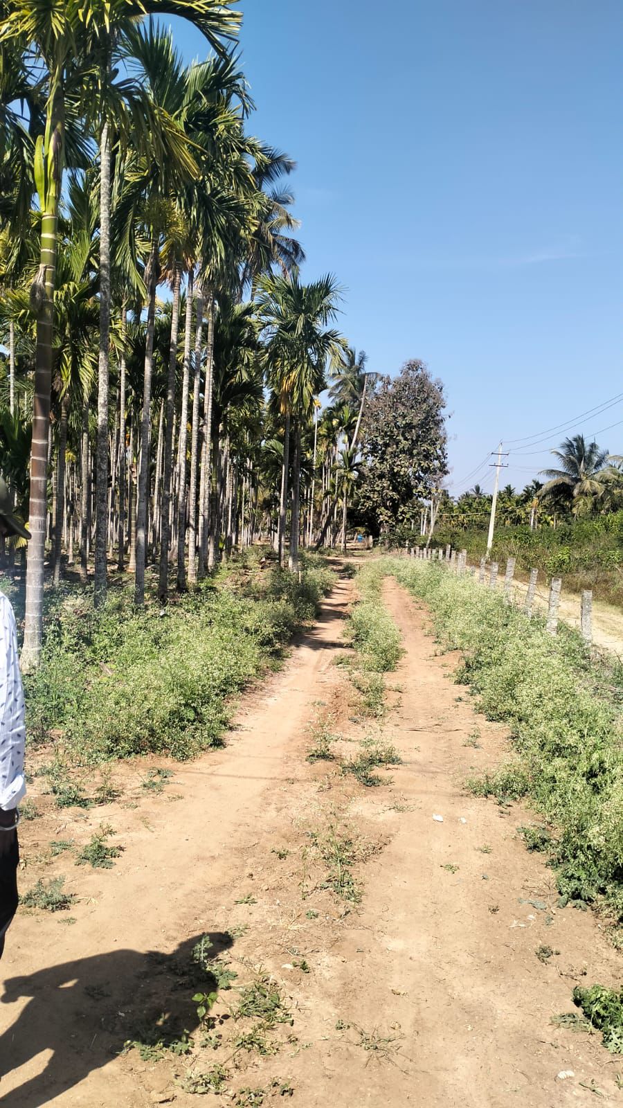 5 acre well maintained areca Planataion for sale in Ajjampura taluk* Chikkamgaluru 