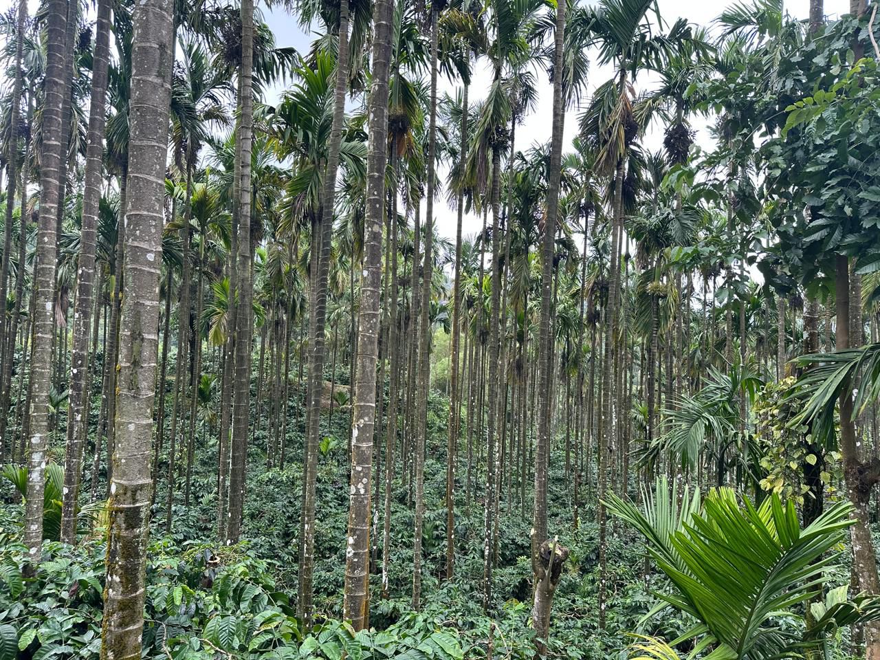 60 km from Chikkamagaluru city - 16-acre well-maintained estate with bungalow