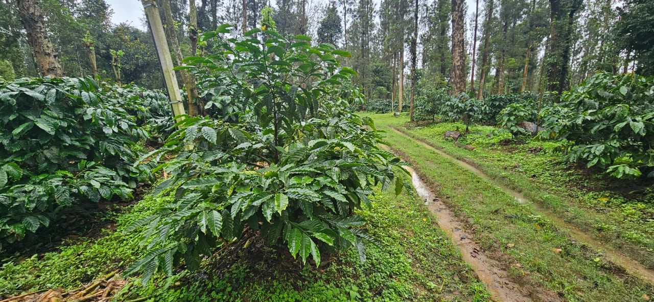 66 acre coffee estate for sale*