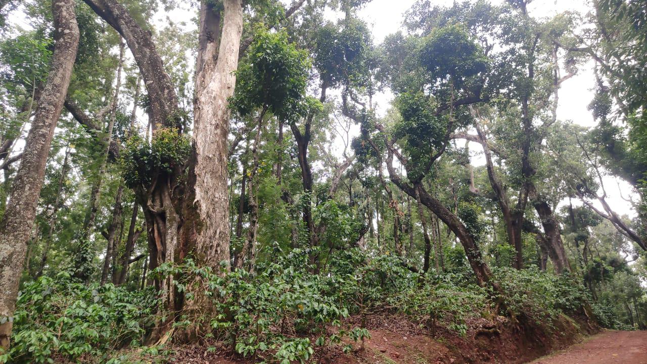 74 acre 21 gunta coffee estate for sale in Chikkamgaluru