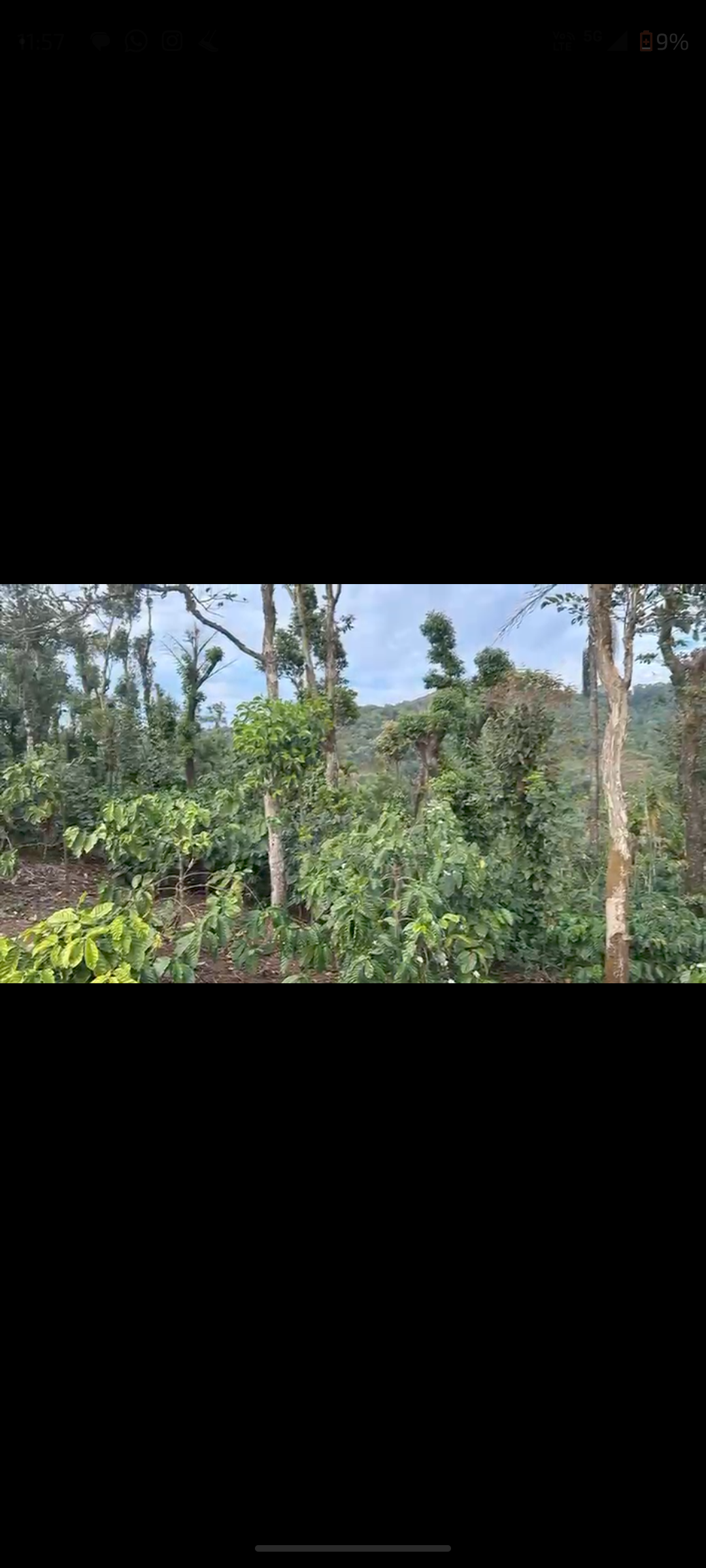 : 3.5 Acre Robusta & Pepper Plantation in Kalasa road - Chikkamgaluru