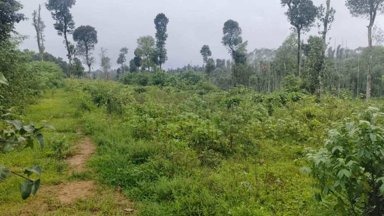 Belur, 10 km from Belur towards Gendehalli - 3.15-acre agri land for sale